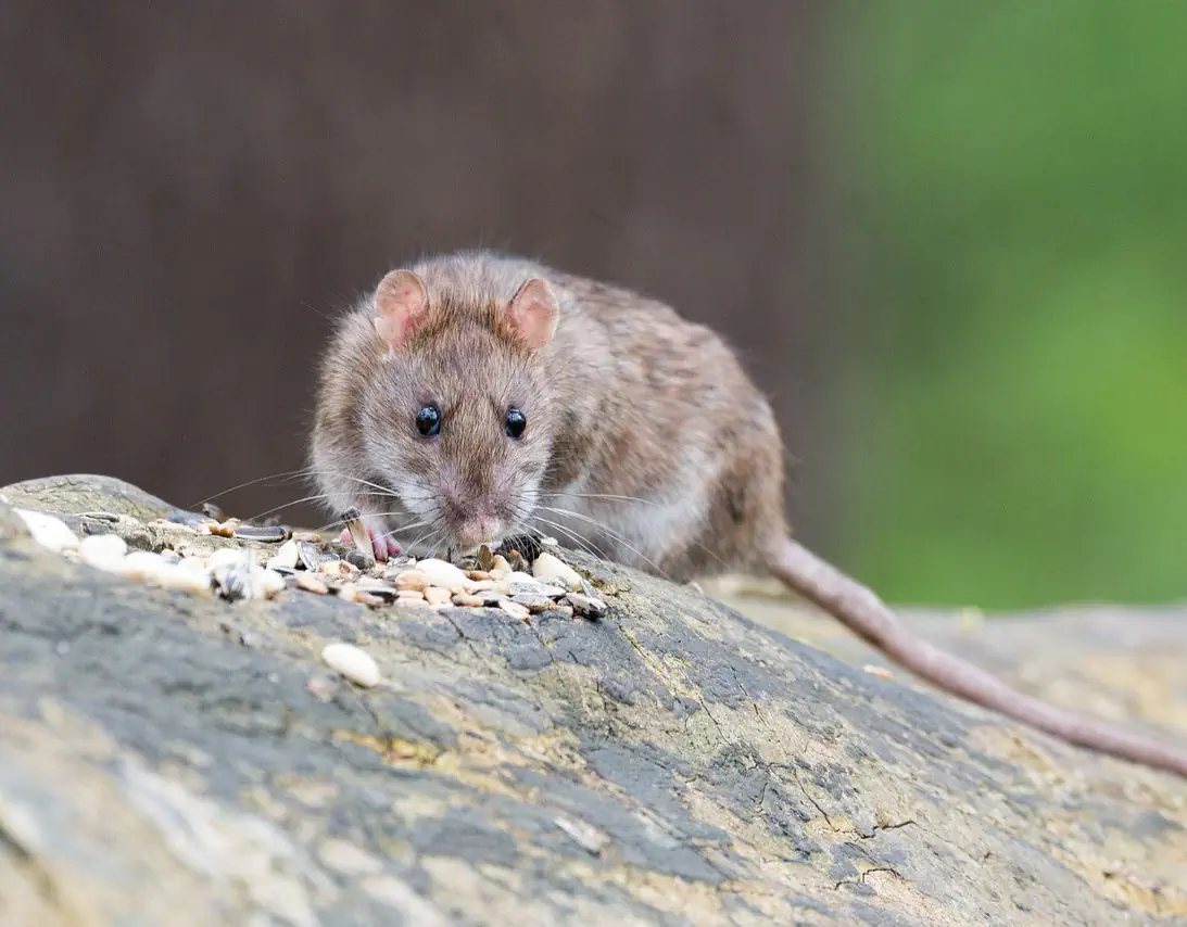 Rat nuisible