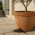 Colonne de petites fourmis noires montant sur le pot d'un olivier, depuis un petit tas de terre entre les dalles d'une terrasse