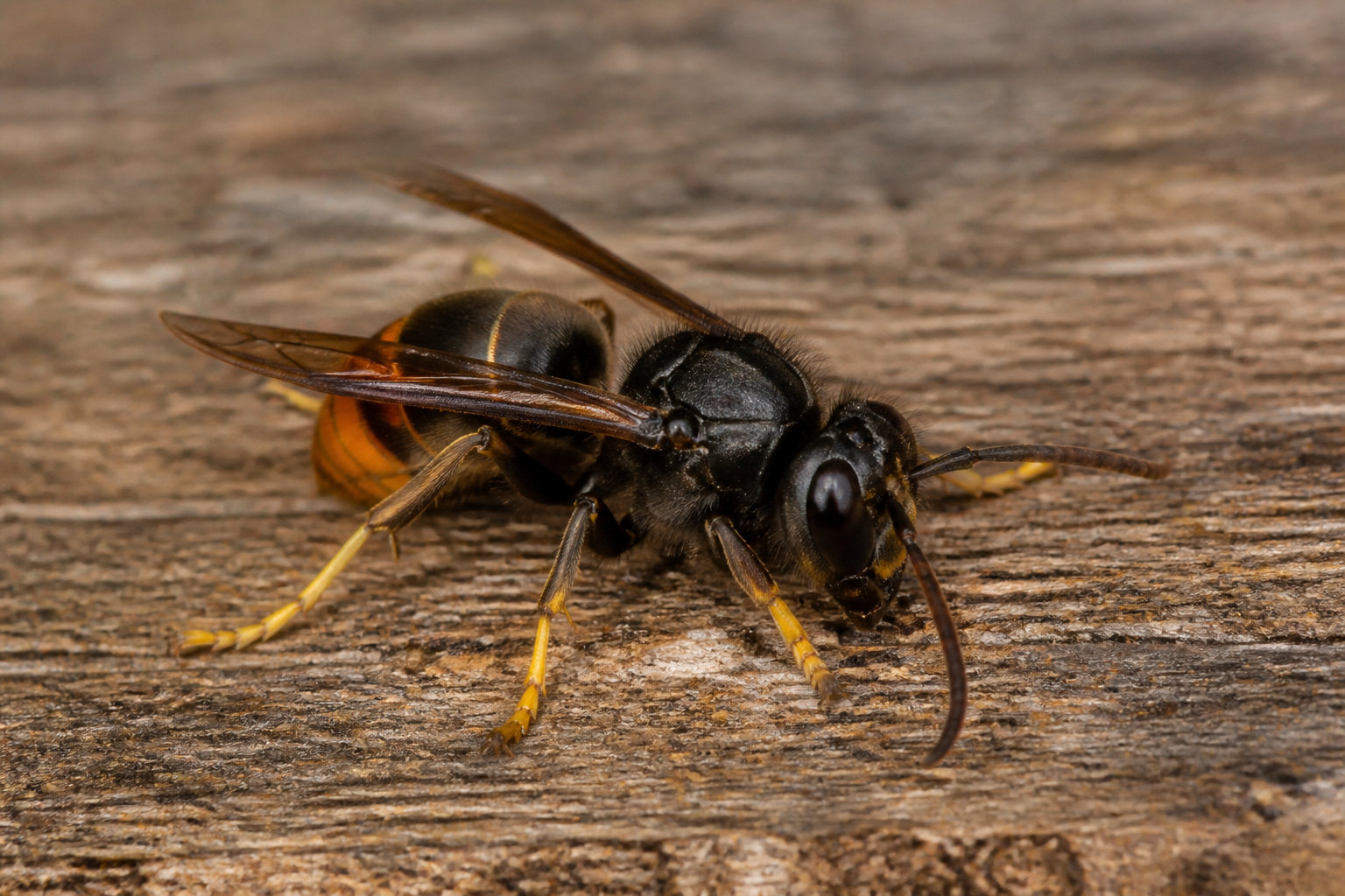 Identifier l'insecte pour choisir le bon traitement