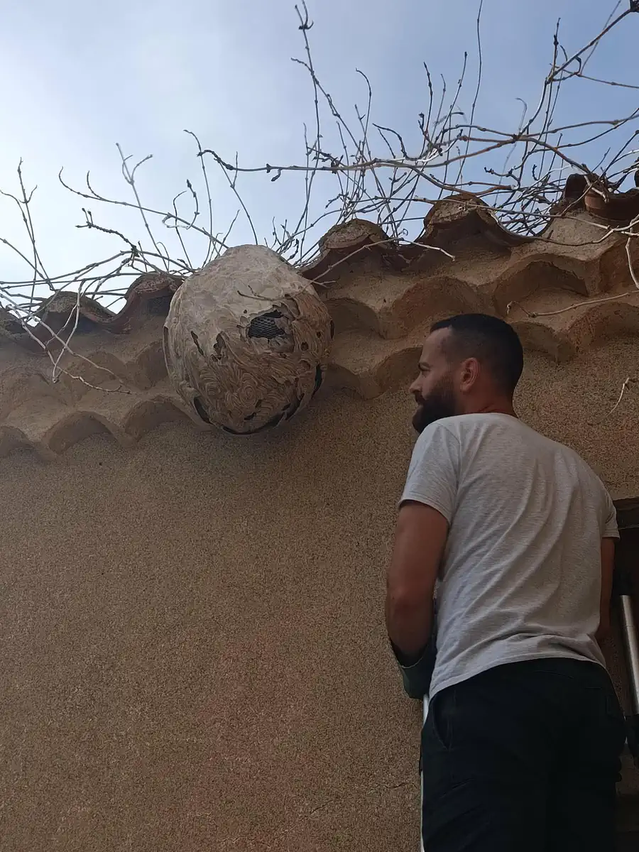 Intervention d'Occitanie GF sur un nid de guêpes sous une génoise, à Narbonne