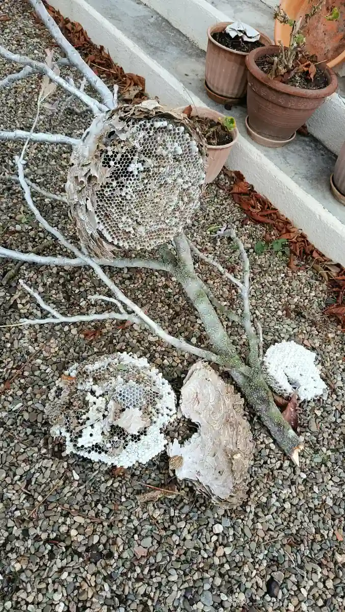 Grand nid de frelons décroché avec ses branches et ouvert au sol, laissant voir ses rayons d'alvéoles