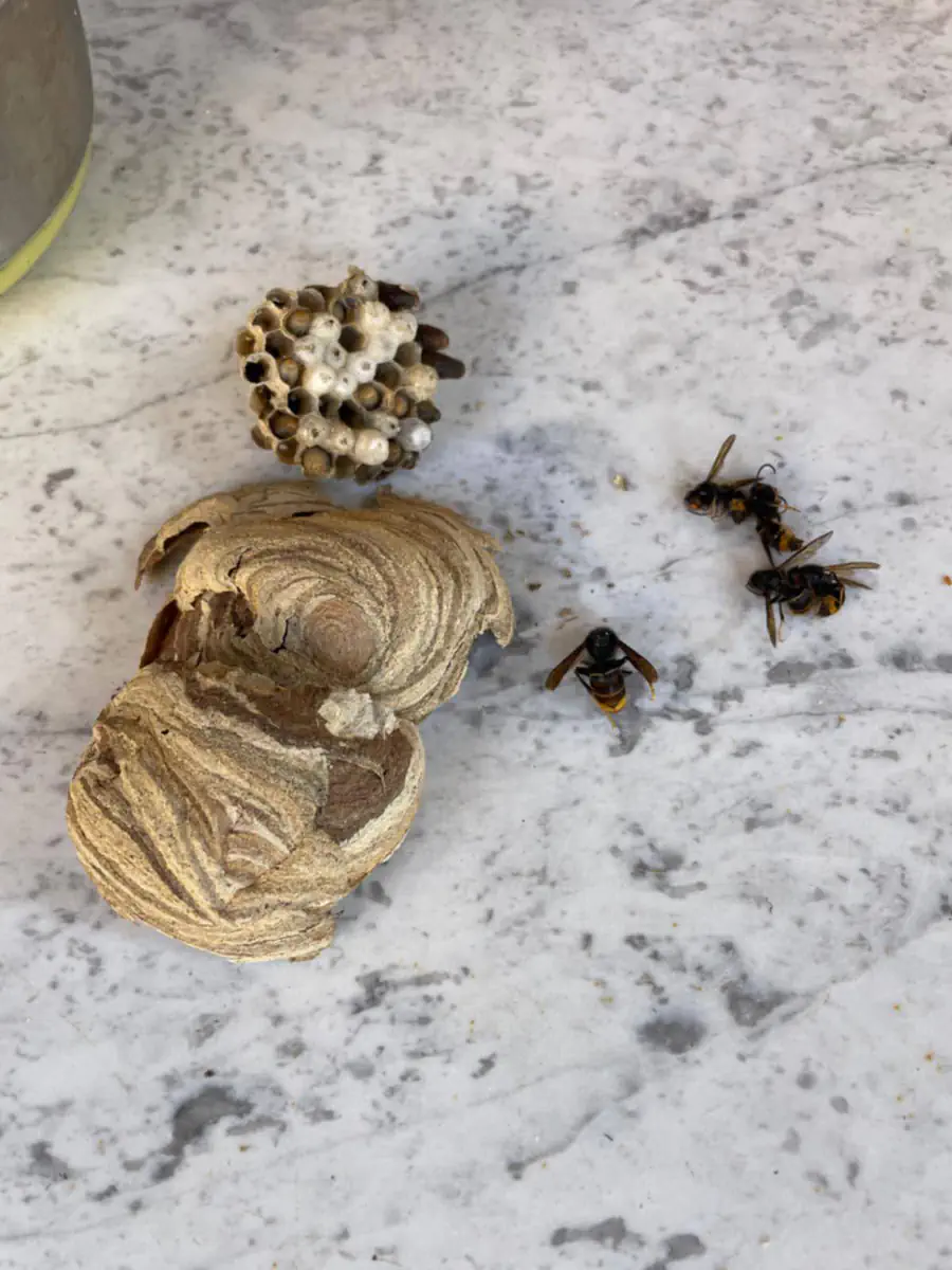 Petit nid de frelons asiatiques ouvert, avec son rayon d'alvéoles et trois frelons morts posés à côté