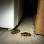 Deux blattes germaniques sur le carrelage à l'entrée de l'espace derrière un réfrigérateur, éclairées par une lampe