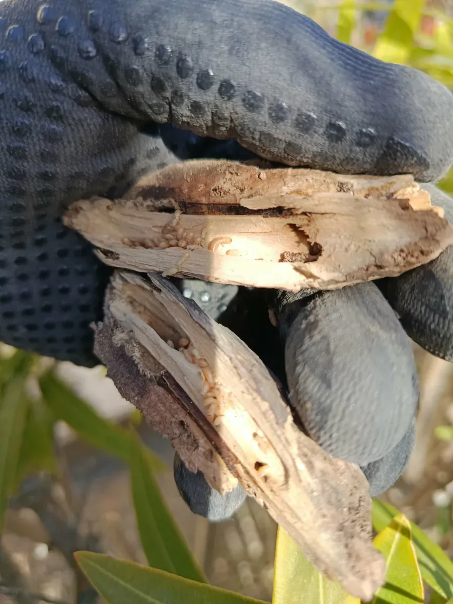 Morceaux de bois feuilletés et évidés par les termites, tenus dans une main gantée